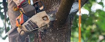 Pest Control for Lawns in Shenandoah Junction, WV