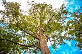 Best Lawn Pest Prevention  in Shenandoah Junction, WV