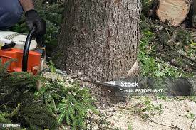 Best Utility Line Clearance  in Shenandoah Junction, WV