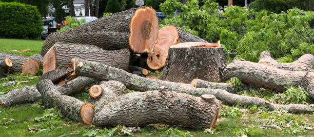 Shenandoah Junction, WV Tree Care Company
