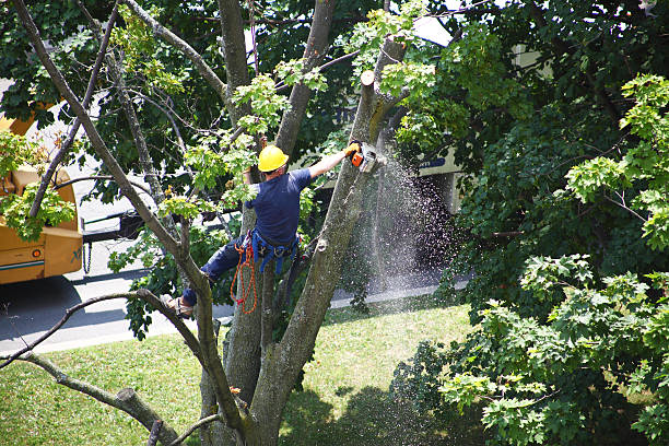 Best Storm Damage Tree Cleanup  in Shenandoah Junction, WV