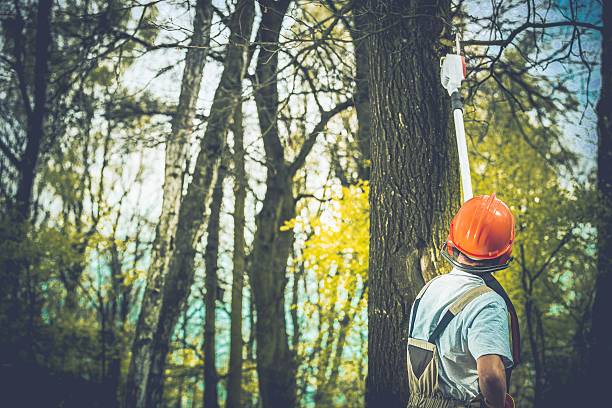 Best Tree Trimming and Pruning  in Shenandoah Junction, WV